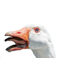 :watchgoose: